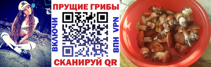 Псилоцибиновые грибы Psilocybine cubensis Ясногорск